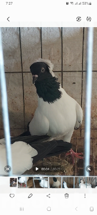 Pigeon for Sell